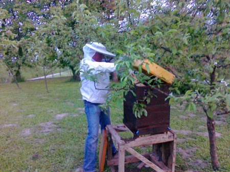 Bienenschwarm in Beute gefangen